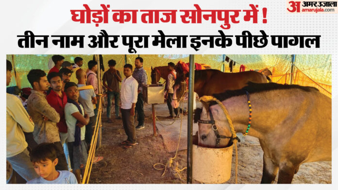 Bihar: सोनपुर मेले में दौड़ी तीन घोड़ों की धमक...AK-56, थार और बाबर को देखने उमड़ी भीड़; बटोर रहे सुर्खियां