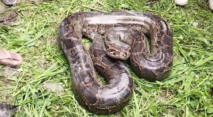 Bihar: मुजफ्फरपुर में खेत के पास मिला 18 फीट लंबा अजगर, इलाके में मचा हड़कंप; वन विभाग रेस्क्यू में जुटा